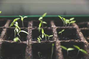 Xu hướng ứng dụng vật liệu cách nhiệt xanh, thân thiện môi trường trong kiến trúc bền vững